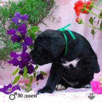 черный мальчик 30 дней (резерв)