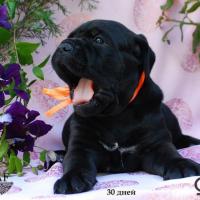 for sale black girl Rafaella / черная девочка Рафаэлла продается - 30 дней