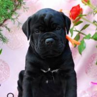 for sale black girl Rafaella / черная девочка Рафаэлла продается - 30 дней