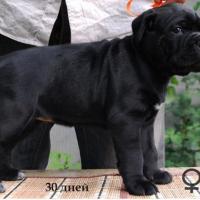 for sale black girl Rafaella / черная девочка Рафаэлла продается - 30 дней