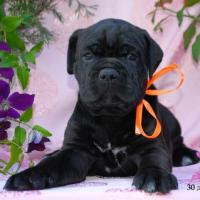 for sale black girl Rafaella / черная девочка Рафаэлла продается - 30 дней