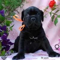 for sale black girl Rafaella / черная девочка Рафаэлла продается - 30 дней