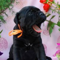 for sale black girl Rafaella / черная девочка Рафаэлла продается - 30 дней