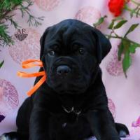 for sale black girl Rafaella / черная девочка Рафаэлла продается - 30 дней