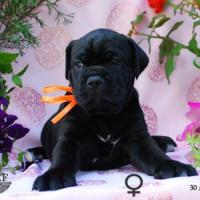 for sale black girl Rafaella / черная девочка Рафаэлла продается - 30 дней