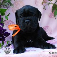 for sale black girl Rafaella / черная девочка Рафаэлла продается - 30 дней