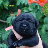 for sale black girl Rosalinda / черная девочка Розалинда продается