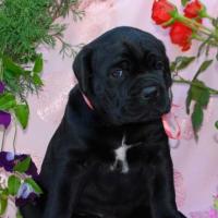 for sale black girl Rosalinda / черная девочка Розалинда продается - 30 дней
