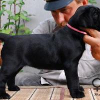 for sale black girl Rosalinda / черная девочка Розалинда продается - 30 дней