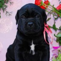 for sale black girl Rosalinda / черная девочка Розалинда продается - 30 дней
