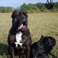Grandfather: DEGAR ARNAS FIORISTA (Armando x MultiCH Arsa Akira)