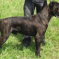 Grandfather: DEGAR ARNAS FIORISTA (Armando x MultiCH Arsa Akira)