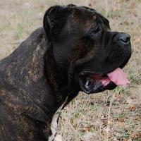 Grandfather: DEGAR ARNAS FIORISTA (Armando x MultiCH Arsa Akira)