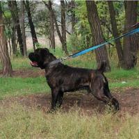 Grandfather: DEGAR ARNAS FIORISTA (Armando x MultiCH Arsa Akira)