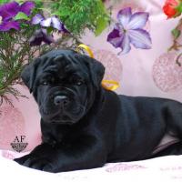 not for sale black girl Ramira / черная девочка Рамира - не продается