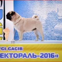 1,5 года