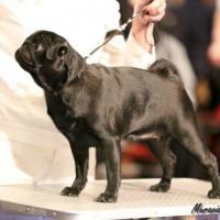 Интермедиа сука Lok Dog Haus Black Lily - отл.-2