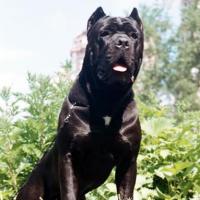 Great-grandfather (moderate inbreeding): CANE PER LA VITA MOHAMMED ALI (MultiCH Yuri x Nuit D'or) 