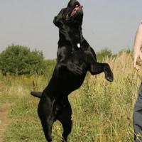Great-grandfather (moderate inbreeding): CANE PER LA VITA MOHAMMED ALI (MultiCH Yuri x Nuit D'or) 