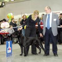 Great-grandfather (moderate inbreeding): CANE PER LA VITA MOHAMMED ALI (MultiCH Yuri x Nuit D'or) 