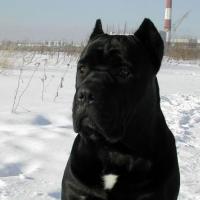 Great-grandfather (moderate inbreeding): CANE PER LA VITA MOHAMMED ALI (MultiCH Yuri x Nuit D'or) 