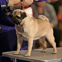 Юниор сука Pitch Black Face Pugs Honey Treasure For Montes Auri - отл.-4
