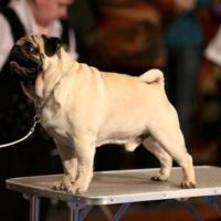 Класс чемпионов НКП - лучший кобель Predery Pug Eralash Show Man