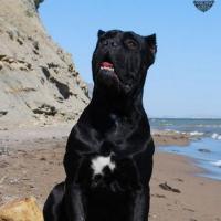 Father: SEDRIK ARNAS FIORISTA (GrCH Degar Arnas Fiorista x Cane Per La Vita Turandot)