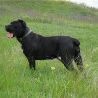 Grandmother: CANE PER LA VITA TURANDOT (CH Cane Per La Vita Mohammed Ali x Corso Bella Bravo Keri)