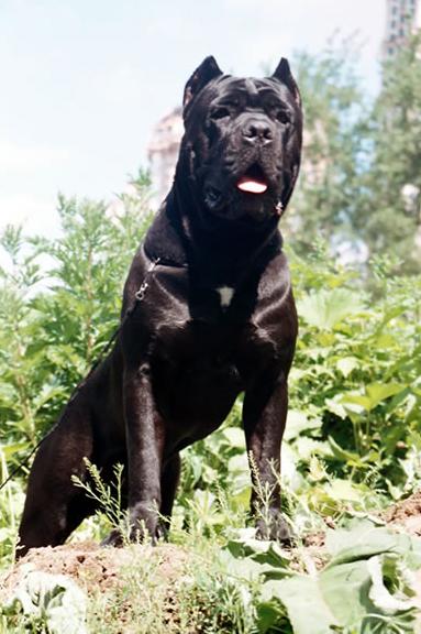 Great-grandfather (moderate inbreeding): CANE PER LA VITA MOHAMMED ALI (MultiCH Yuri x Nuit D'or) 