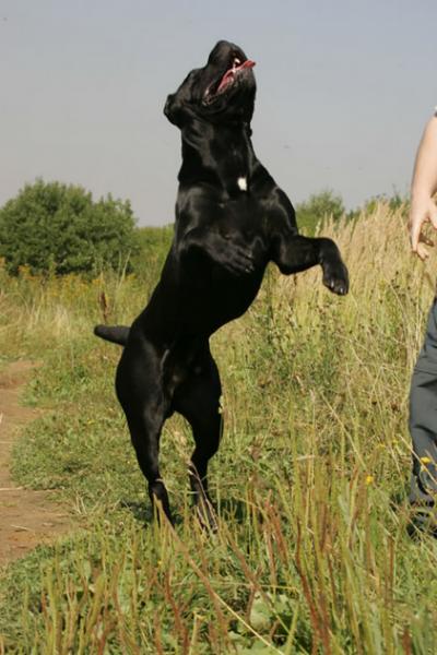 Great-grandfather (moderate inbreeding): CANE PER LA VITA MOHAMMED ALI (MultiCH Yuri x Nuit D'or) 