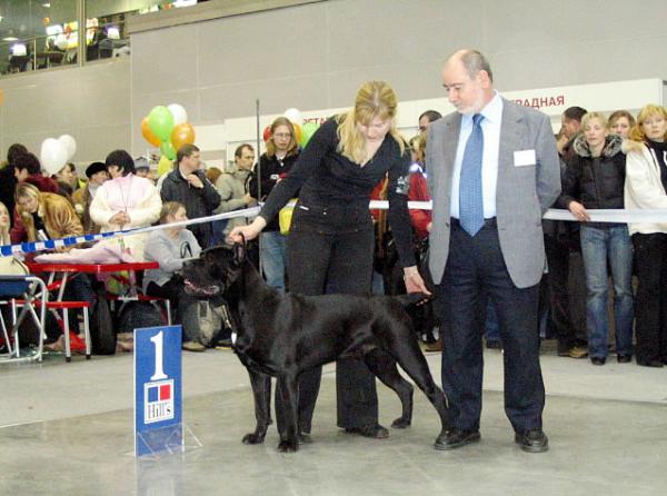 Great-grandfather (moderate inbreeding): CANE PER LA VITA MOHAMMED ALI (MultiCH Yuri x Nuit D'or) 