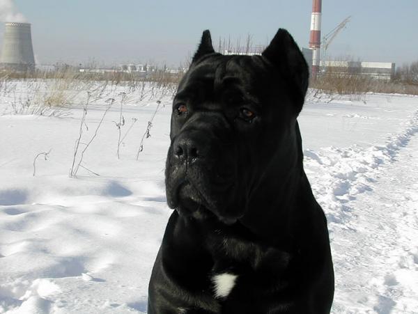 Great-grandfather (moderate inbreeding): CANE PER LA VITA MOHAMMED ALI (MultiCH Yuri x Nuit D'or) 