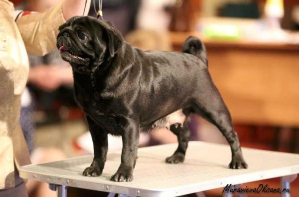 ЛПП окраса класс чемпионов НКП лучшая сука Persik Bis Smak Istoma Sladjkaya