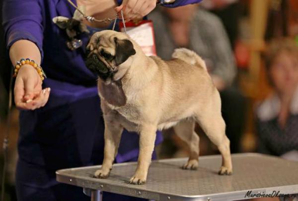 Юниор сука Pitch Black Face Pugs Honey Treasure For Montes Auri - отл.-4