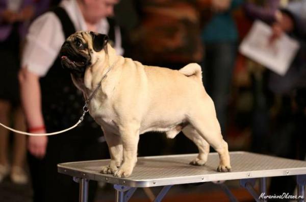 Класс чемпионов НКП - лучший кобель Predery Pug Eralash Show Man