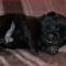 Canis Celebri Princesa Sen-Sen