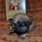 Canis Celebri Nicoletta