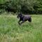 Canis Celebri Lanetti x Lavrion Arnas Fiorista 