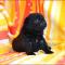 Canis Celebri Theudelinde