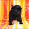 Canis Celebri Tamara