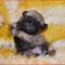 Canis Celebri Quintessence