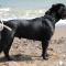 Canis Celebri Lanetti x Sedrik Arnas Fiorista 