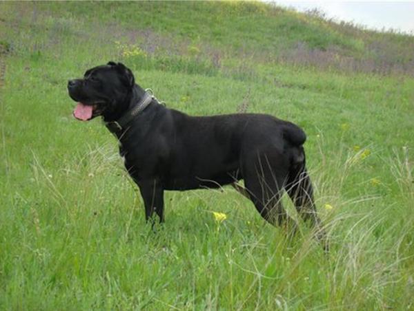 Grandmother: CANE PER LA VITA TURANDOT (CH Cane Per La Vita Mohammed Ali x Corso Bella Bravo Keri)