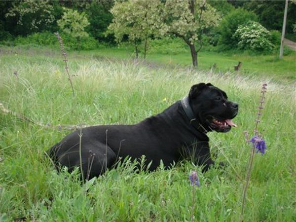 Grandmother: CANE PER LA VITA TURANDOT (CH Cane Per La Vita Mohammed Ali x Corso Bella Bravo Keri)