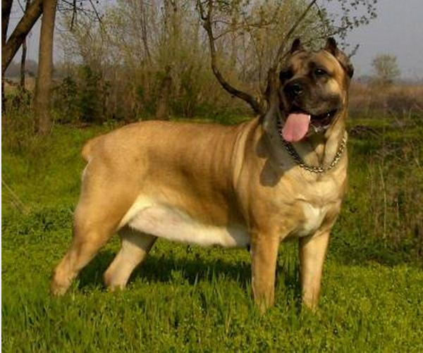прабабушка по маме Vega (Alvitorro x Tefi)