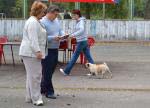 кобель открытый Aross Pugland Dizo