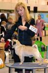 лучший кобель интермедия Sprogu Bright Brilliant At Habenero