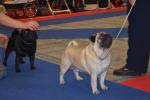 кобель чемпион Predery Pug Eralash Show Man