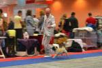 кобель чемпион Predery Pug Eralash Show Man